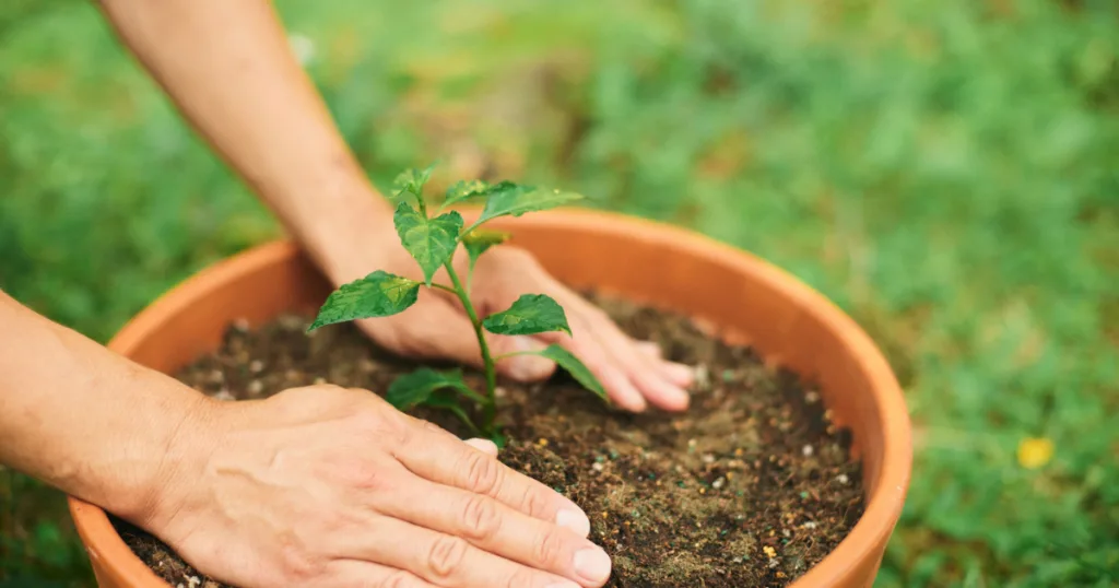 How to Compost at Home for Beginners