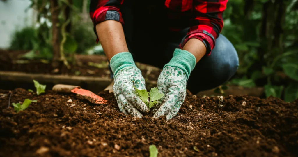 What to Plant in Your First Vegetable Garden