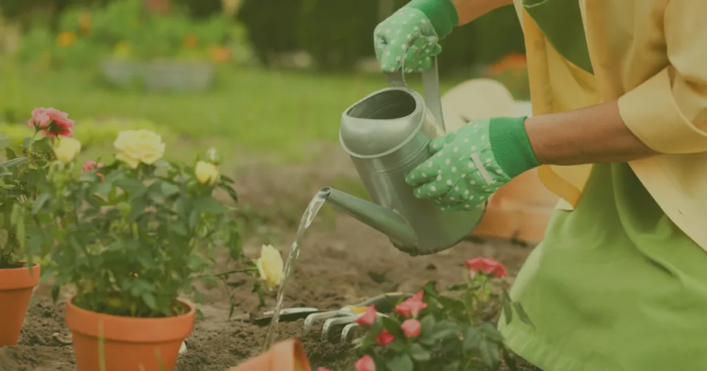 How to Water Plants Correctly (And Avoid Overwatering)